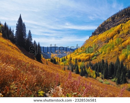 Colourful leaves in Vail, Colorado