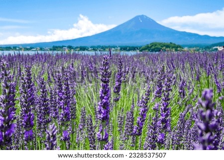 Lake Kawaguchi, Yamanashi Prefecture, Mt.Fuji and lavender Royalty-Free Stock Photo #2328537507