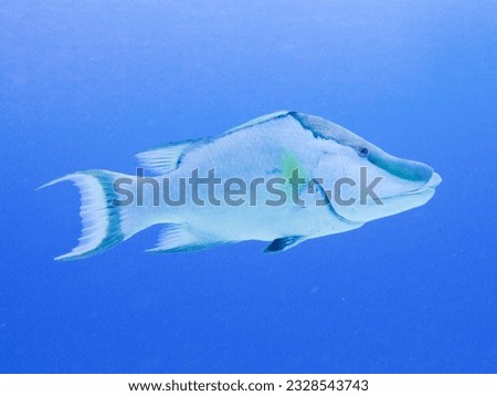 Hogfish Lachnolaimus maximus. Reef fish mexican caribbean cozumel island Royalty-Free Stock Photo #2328543743