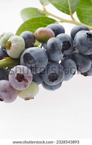 Blueberry fruit shot in the studio against a white background