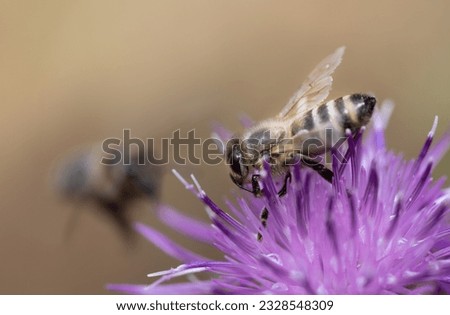 A small striped bee sits on a purple wildflower. Another bee comes towards you and can be recognized as a scheme. The background is light with room for text.