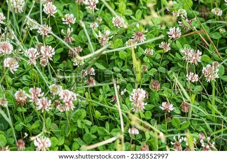 Green clover field with flowers. 
Clover blossomed. Green picture with a lots of detail