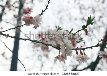 close up of beautiful white and pink sakura cherry blossom tree blooming in tokyo japan