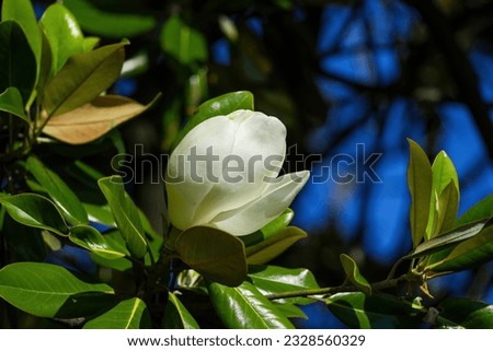 White Magnolia grandiflora (Taisanboku) flower is blooming quietly