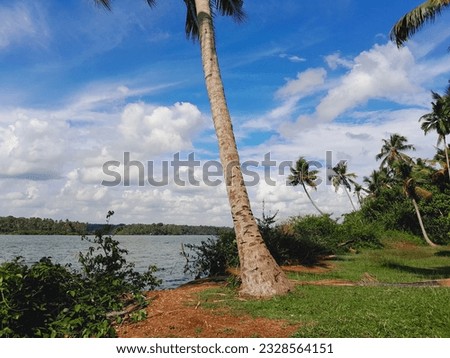 "A Palm Tree Next to a Lake"

Photo Caption: Serene tropical paradise with a majestic palm tree standing next to a tranquil lake