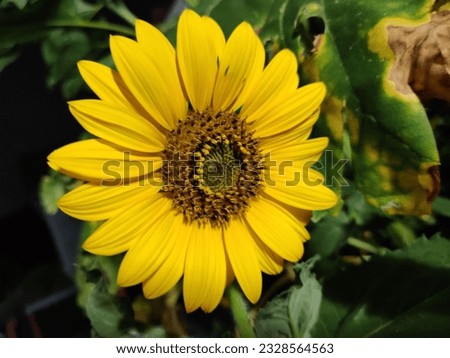 Sunflower during Summer at the Park