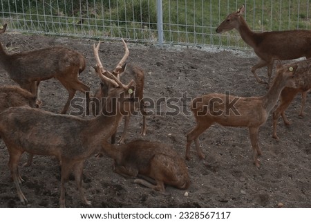 A herd of deer standing and walking in the middle of a large enclosure.