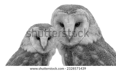 Beautiful Big And Small Barn Owl Closeup Face 