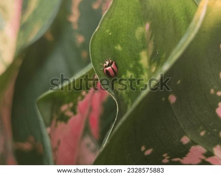 ladybug survival in a big world