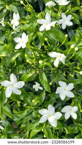 Crape Jasmine or pinwheel flowers
