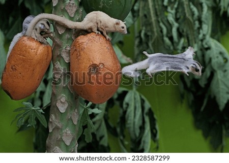 An albino sugar glider mother is gliding towards the papaya fruit while holding her two babies. This mammal has the scientific name Petaurus breviceps.