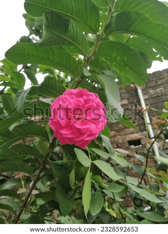 A flower that i see in the village outdoor