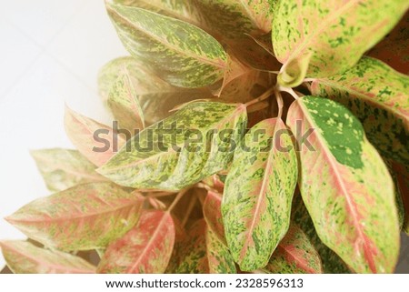 Aglaonema plant. Aglaonema also known as Chinese evergreens. The variety of Aglaonema planted in the pots. Beautiful colorful leaves Aglaonema Plant. Ornamental plant. Royalty-Free Stock Photo #2328596313