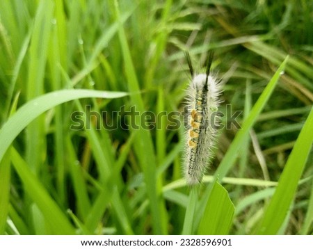 bright green swallowtail caterpillar butterfly with orange dots. The caterpillar of the rare sailfish butterfly Papilio machaon
