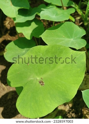 lotus leaf
leaf
heart shaped leaves
green leaf
Bon leaf