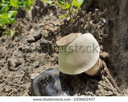 Mushrooms on a tree stump in a hot day in Thailand