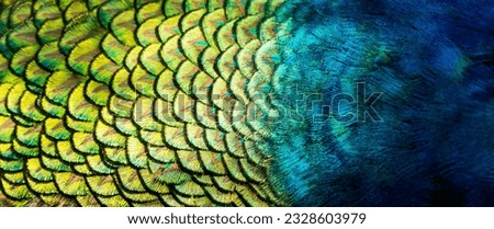 Pattern and beauty of peacock feathers