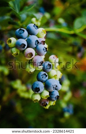 Homegrown huckleberry in the backyard close up. Ripe blueberry berries on the bush. Highbush or tall blueberry cluster. Harvest of blueberry in the garden Royalty-Free Stock Photo #2328614421