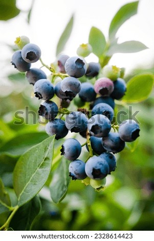 Homegrown huckleberry in the backyard close up. Ripe blueberry berries on the bush. Highbush or tall blueberry cluster. Harvest of blueberry in the garden Royalty-Free Stock Photo #2328614423