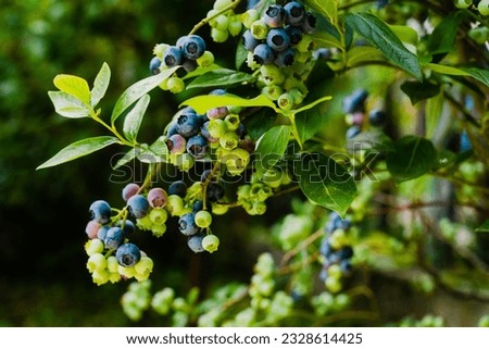 Homegrown huckleberry in the backyard close up. Ripe blueberry berries on the bush. Highbush or tall blueberry cluster. Harvest of blueberry in the garden Royalty-Free Stock Photo #2328614425