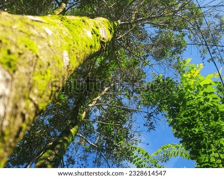 mossy tree under a blue sky