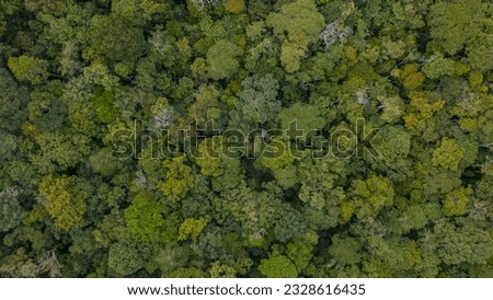 TROPICAL FORESTS OF THE AMAZON, CONSERVED AMAZON FORESTS, AGUAJALES AND DENSE WETLANDS IN THE PERUVIAN AMAZON