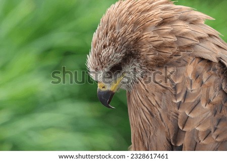 Head of a bird of prey