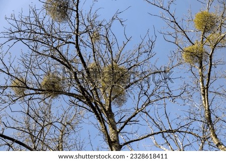 Trees covered with the mistletoe parasite in early spring in sunny clear weather, blue sky and a large number of trees growing in the spring park with the white mistletoe parasite