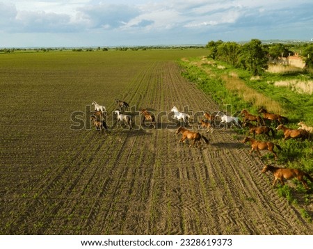 A herd of horses galloping through a summer field, young foals, footage taken from the air on a quadcopter