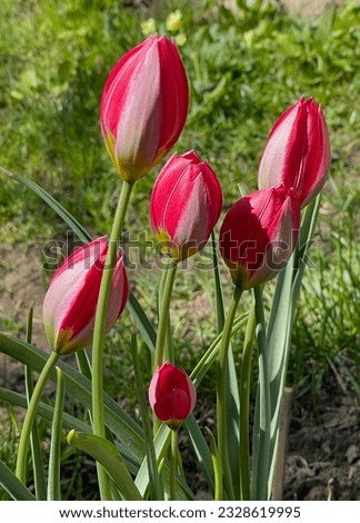 Red, grey and green color Botanical Tulips (Tulipa) flower in a garden in May 2022