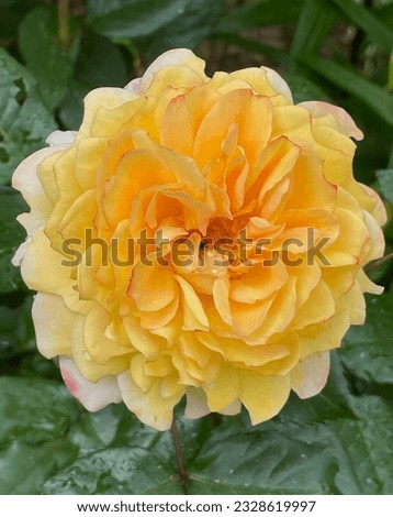 Yellow, apricot and pink color Hybrid Tea Rose Free Spirit flowers in a garden in July 2022
