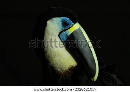 AMAZON TOUCAN, A COLORFUL AND VERY BEAUTIFUL SPECIES FROM THE SOUTH AMERICAN JUNGLE