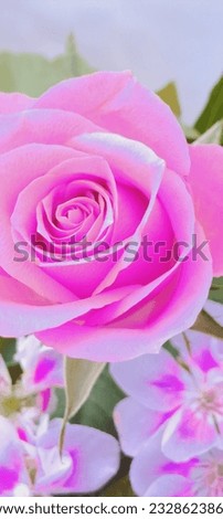 beautiful, delicate, small bouquet of flowers, pink rose and white-pink geranium, shot from above, beautiful background, picture, macro photography.Pastel floral arrangement 