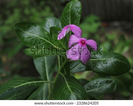 Catharanthus roseus, known formerly as Vinca rosea, is a main source of vinca alkaloids, now sometimes called catharanthus alkaloids. 