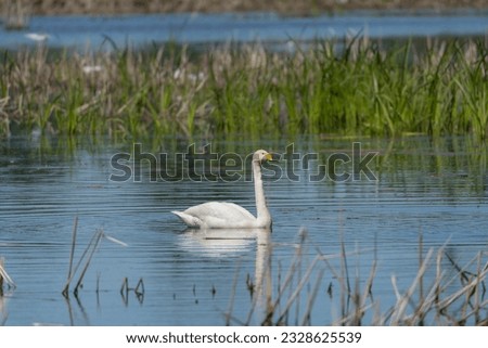 Whooper swan also known as the common swan - Cygnus cygnus with mute swan - Cygnus olor swimming on lake with blue water background. Photo from Milicz Ponds in Poland.