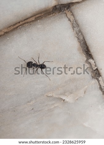 This is an insect. That are walking on the floor Its color is black but the floor colour is different. Its look gorgeous and interesting picture. it is a very beautiful little insect . 
