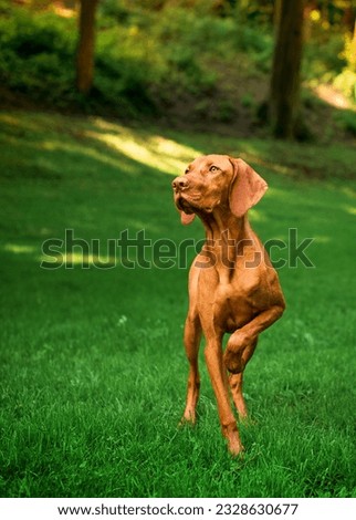 A dog of the brown Hungarian Vizsla lbreed stands on the background of a green park. The dog holds a raised paw and looks to the side. The photo is blurred