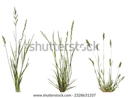 Bundles of green meadow grass with spikelets isolated on white background. Royalty-Free Stock Photo #2328631337