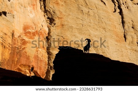 Big horn sheep sillhouette; Zion plateau; Big horn sheep, Petroglyph Canyon, Zion