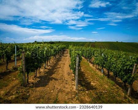 Vineyard in Moravian Tuscany, Landscape, Vineyard, path between fields