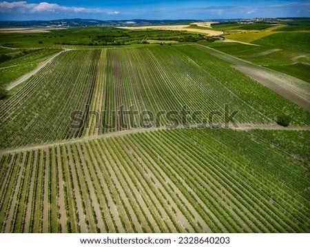 Vineyard in Moravian Tuscany, Landscape, Vineyard, path between fields