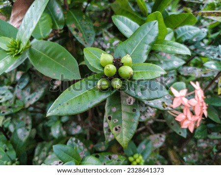 Green Unripe Fruits of the Pendkuli or Jungle Flame Plant (Ixora Coccinea). An Evergreen Shrub Species of the Rubiaceae Family in the Gentianales Order.