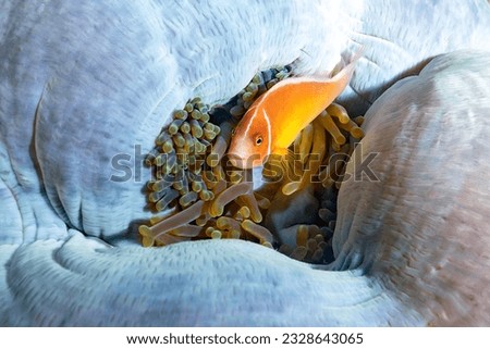 Clownfish Demo Swims Out of Anemone Royalty-Free Stock Photo #2328643065