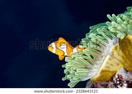 Clownfish Nemo Swims Out of Anemone Royalty-Free Stock Photo #2328643121