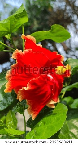 Hibiscus flowers are a combination of orange and yellow, the flower petals are beautiful and wide. Hibiscus flowers are perfect flowers that have pistils and stamens.