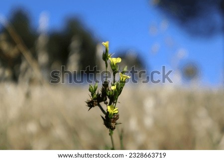 Yellow flower of Linum strictum (upright yellow flax) Royalty-Free Stock Photo #2328663719