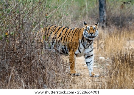 Leagendry T1 of Panna tiger reserve 