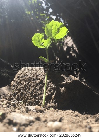 Small green sapling growing out from heap of soil

