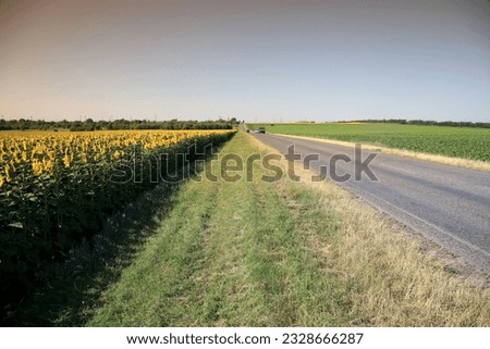 Along the road there is a large field of sunflowers that have gained color