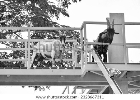 Black and white picture of a goat on a building